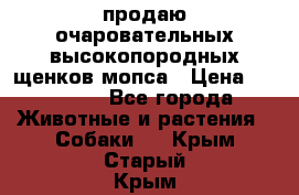 продаю очаровательных высокопородных щенков мопса › Цена ­ 20 000 - Все города Животные и растения » Собаки   . Крым,Старый Крым